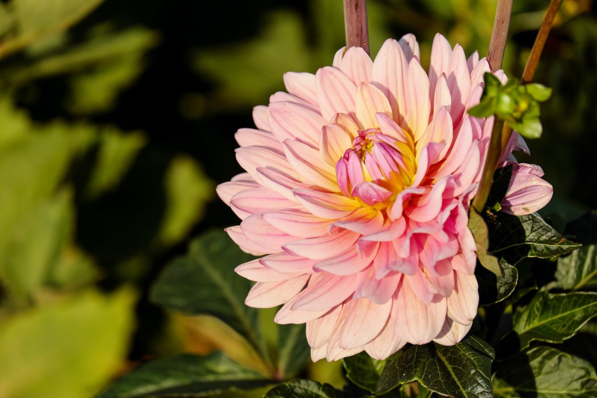 Beautiful blooming dahlia pictures