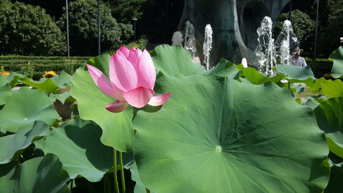 Fresh and elegant lotus pictures
