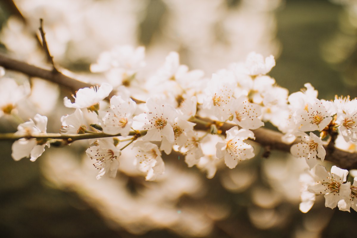 Pictures of flowers blooming on branches