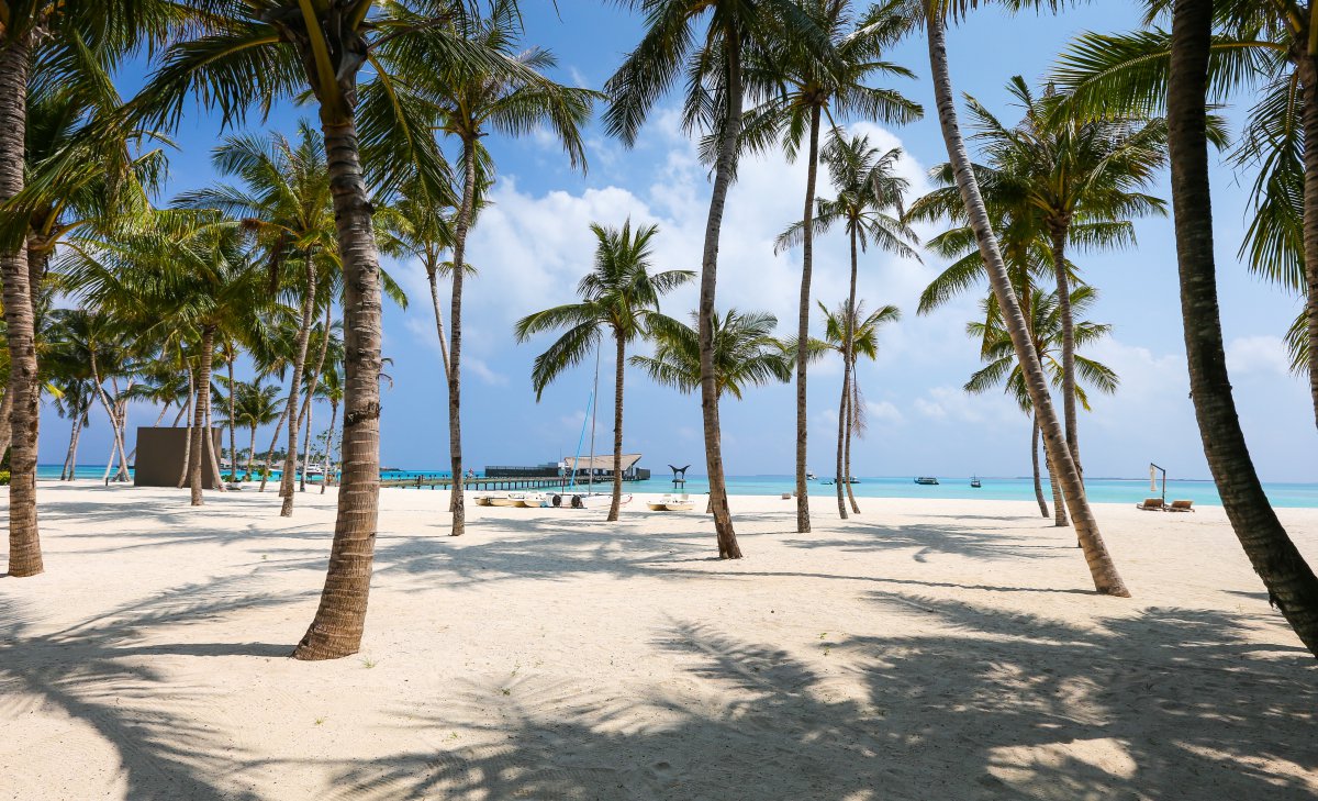 Pictures of coconut trees on the beach