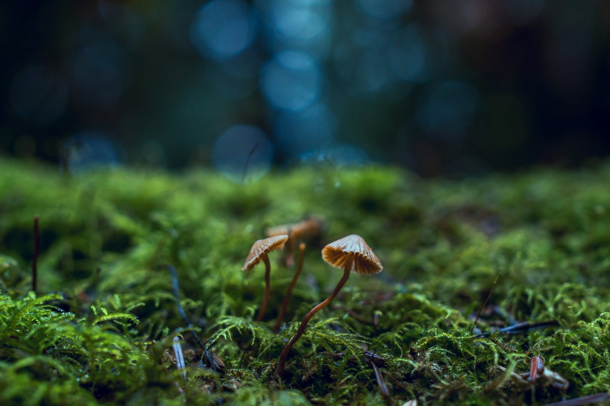 Pictures of wild mushrooms in the countryside