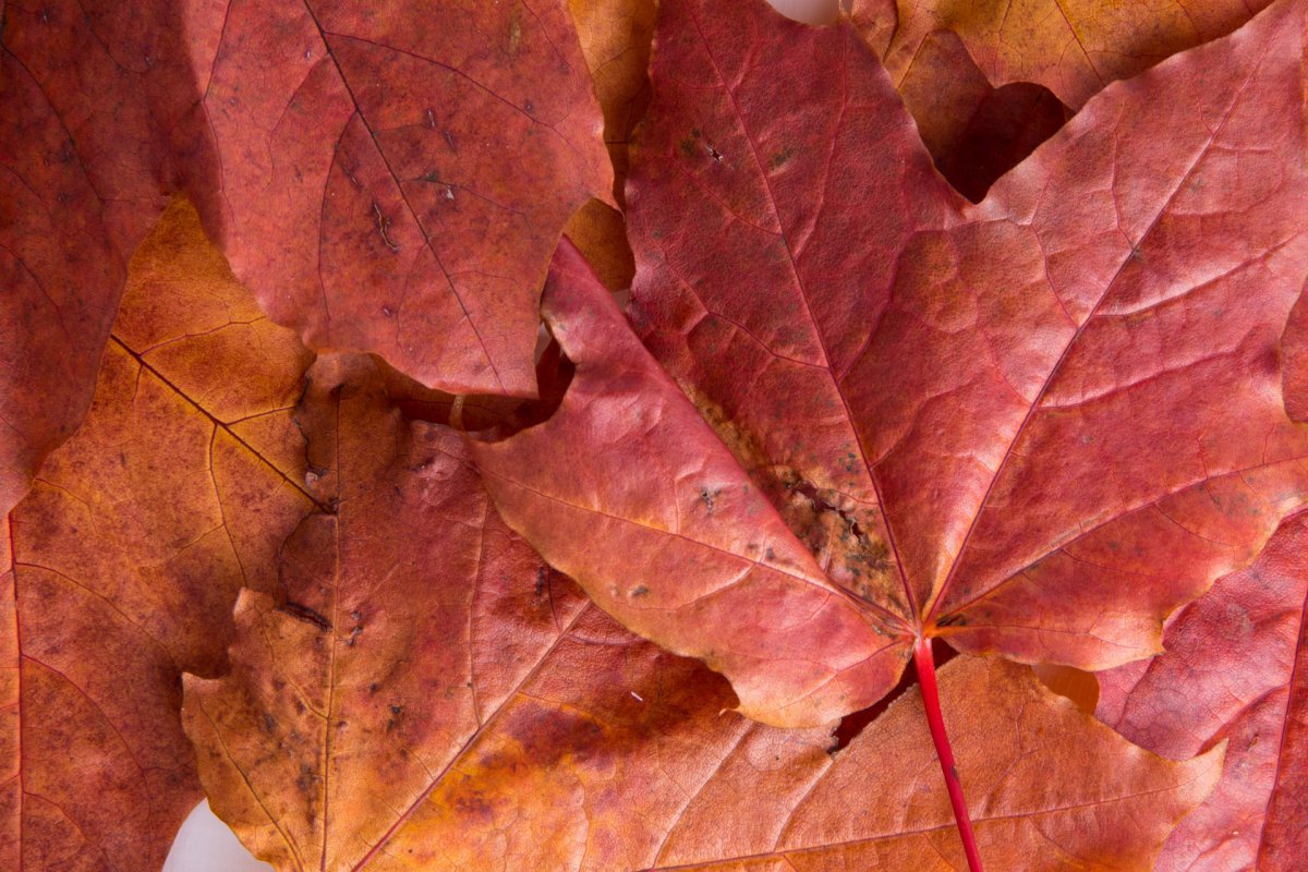 Red maple leaves HD pictures