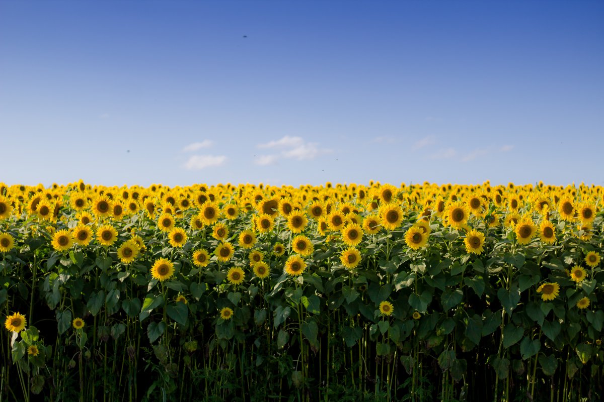 Golden sunflower field pictures