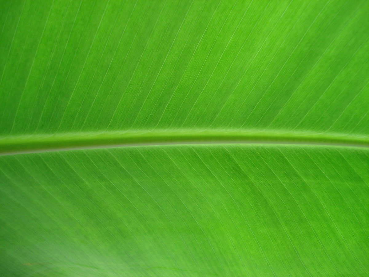 Close-up picture of part of green banana leaf