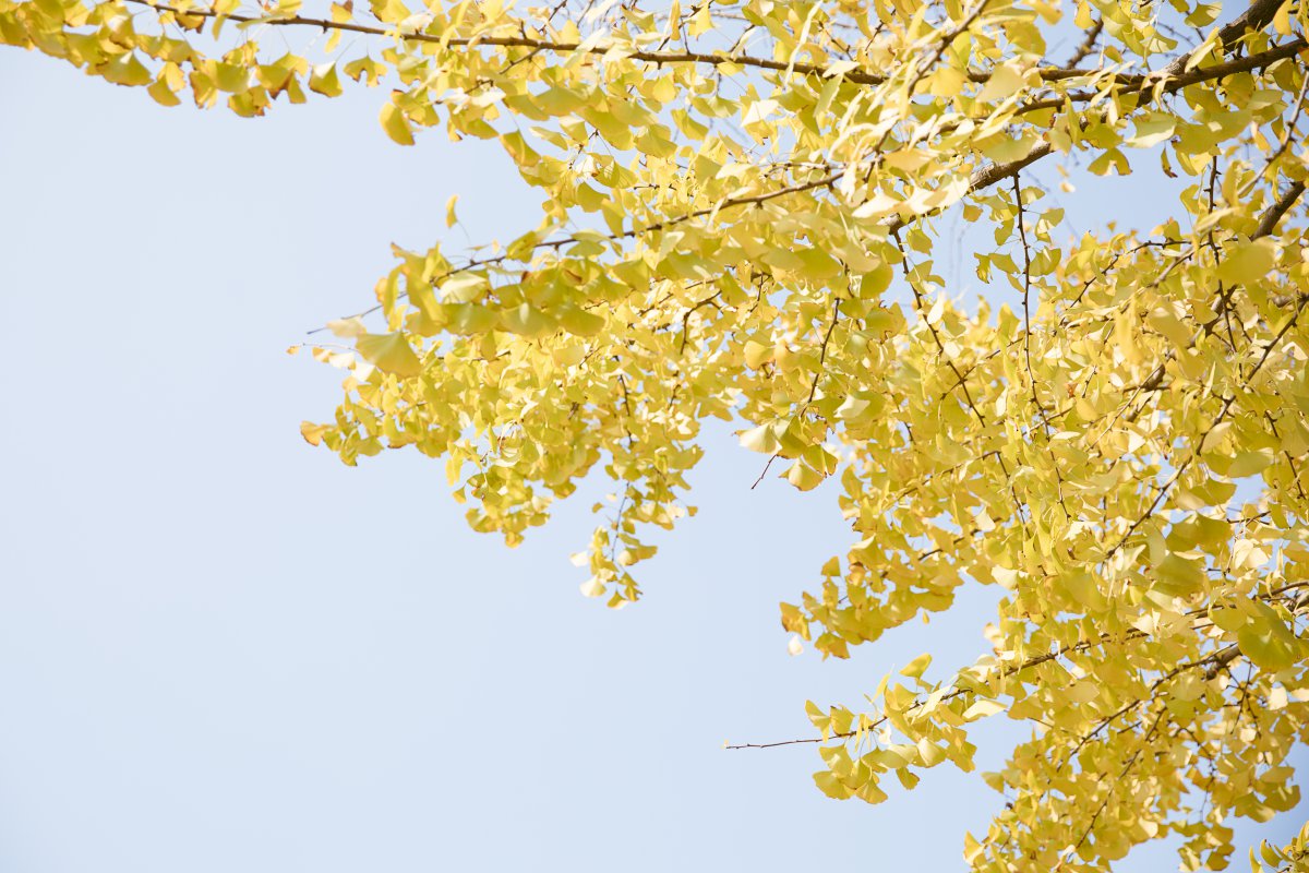 Beautiful pictures of ginkgo leaves in autumn
