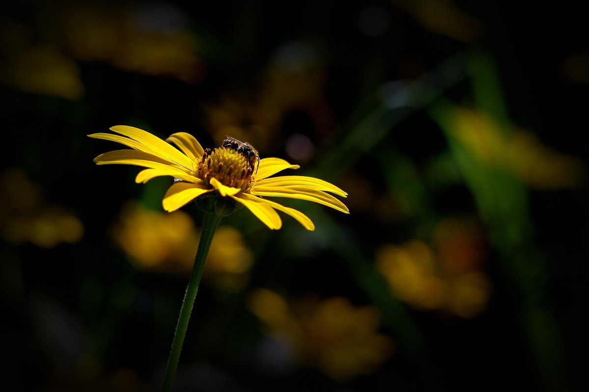 Yellow chrysanthemum HD pictures