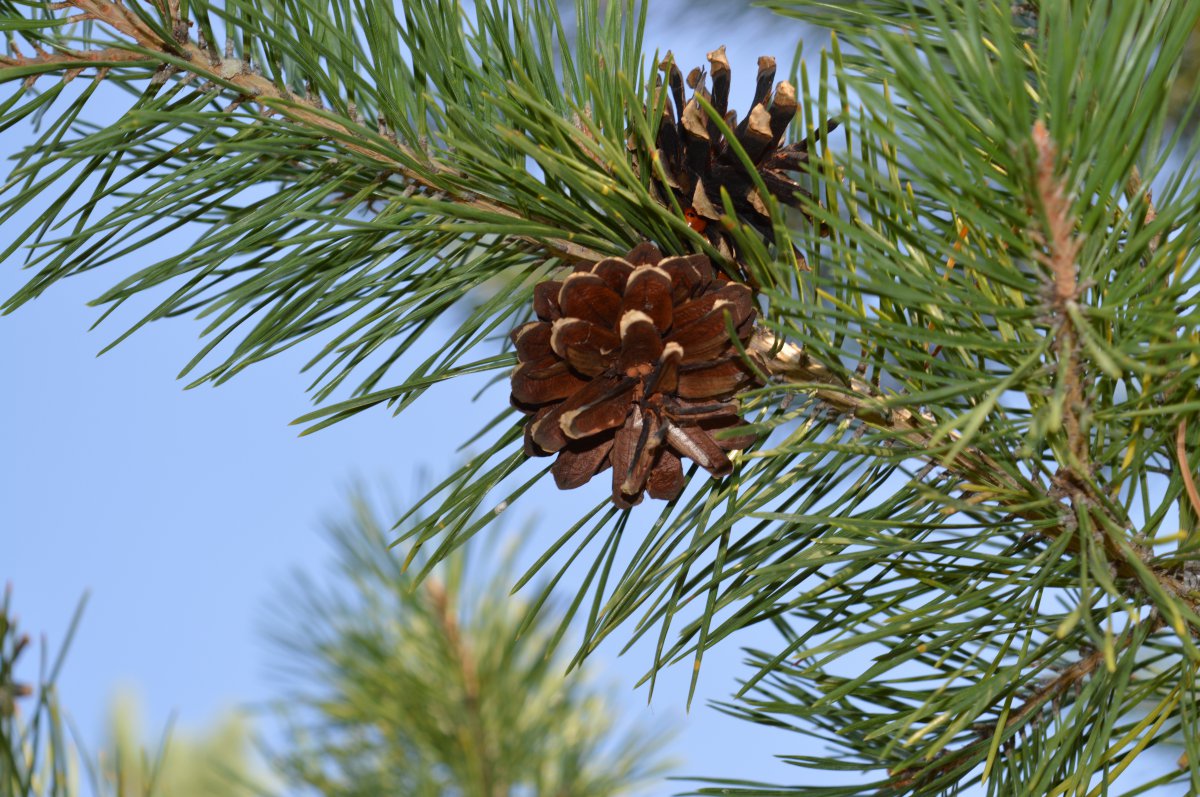 Picture of pine cones on branches