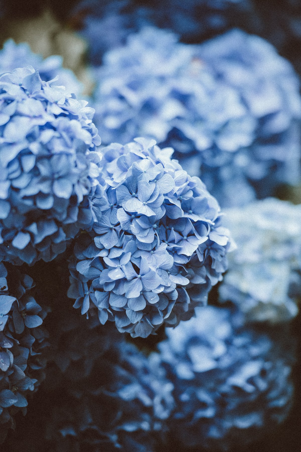 Blue hydrangea pictures