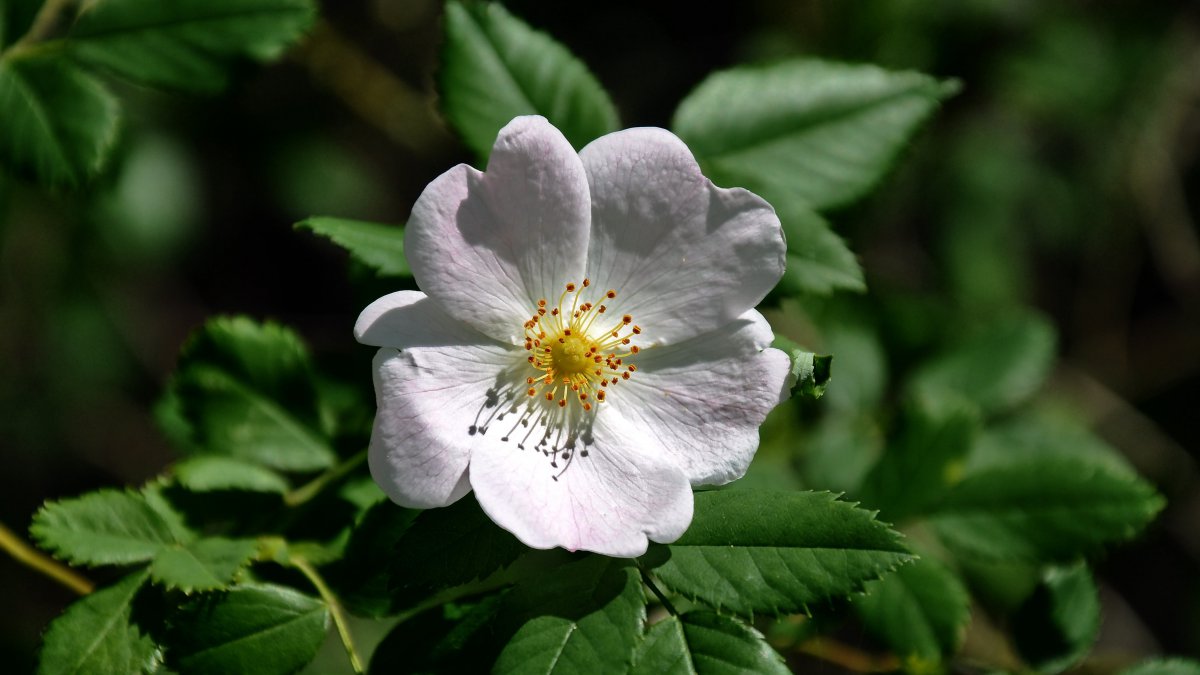 Close-up picture of white wild rose