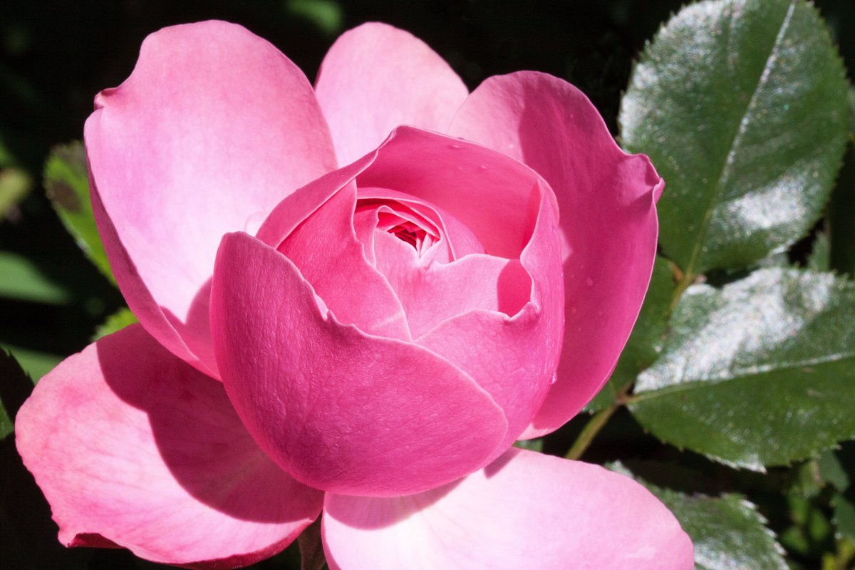 Elegant pink rose pictures