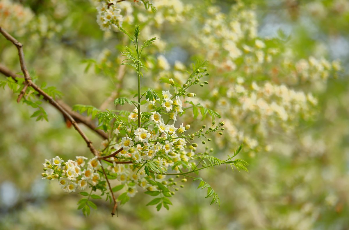 High-definition pictures of Asparagus flower