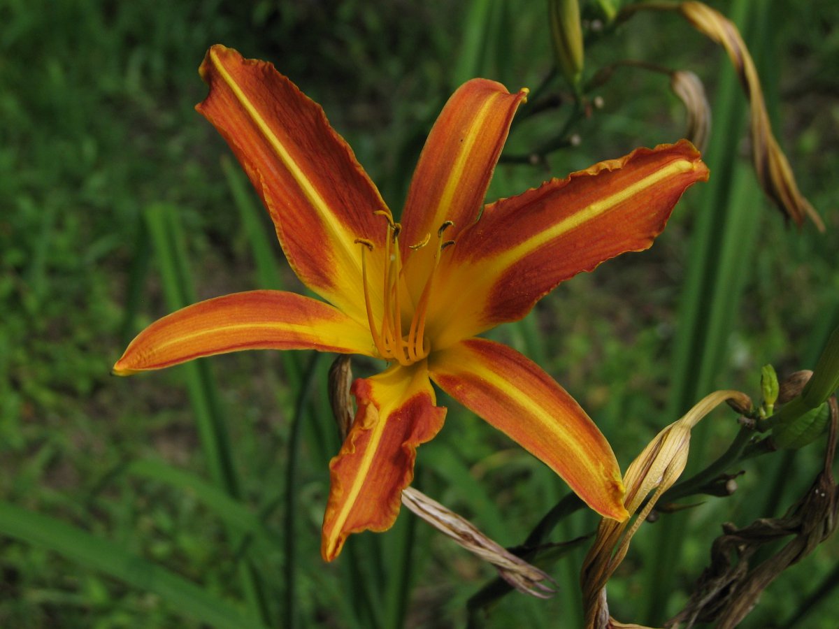 Orange daylily flower pictures