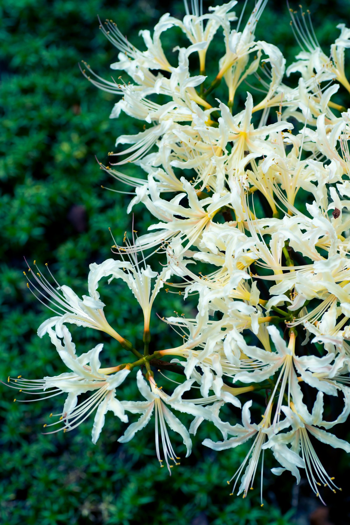 white spider lily pictures