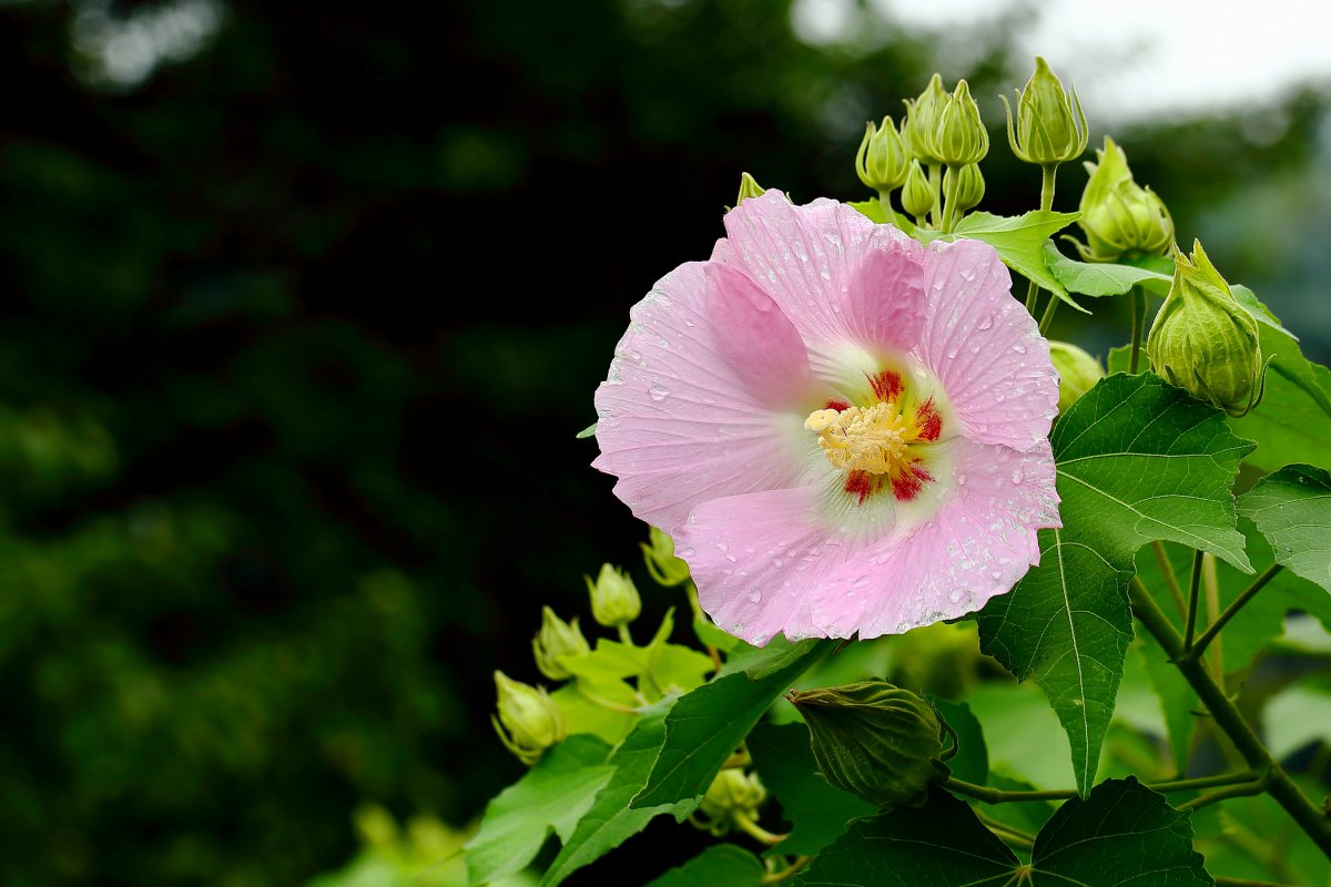 Pure hibiscus flower pictures