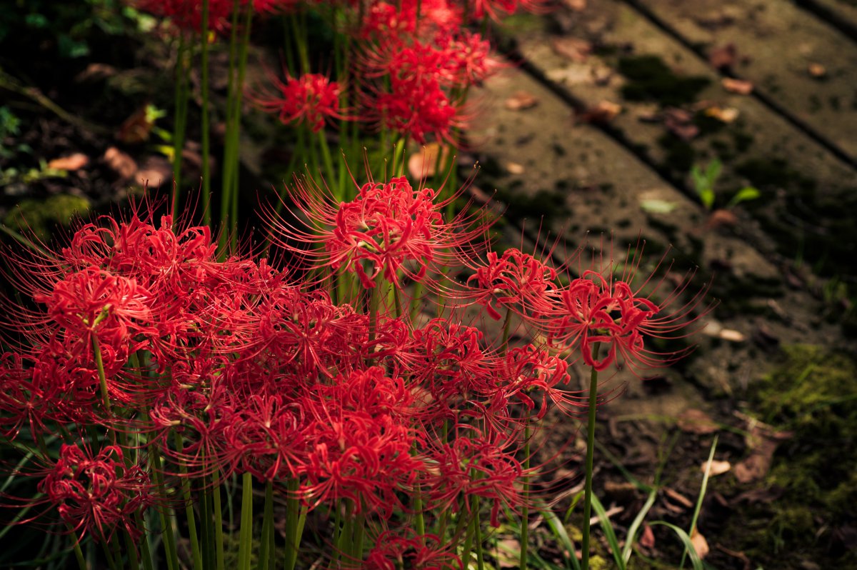 red spider lily pictures
