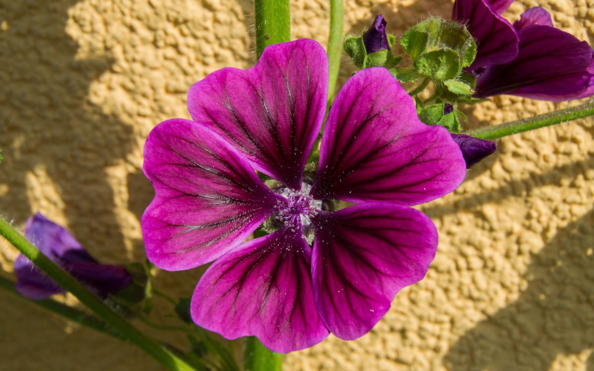 Malva flower HD picture