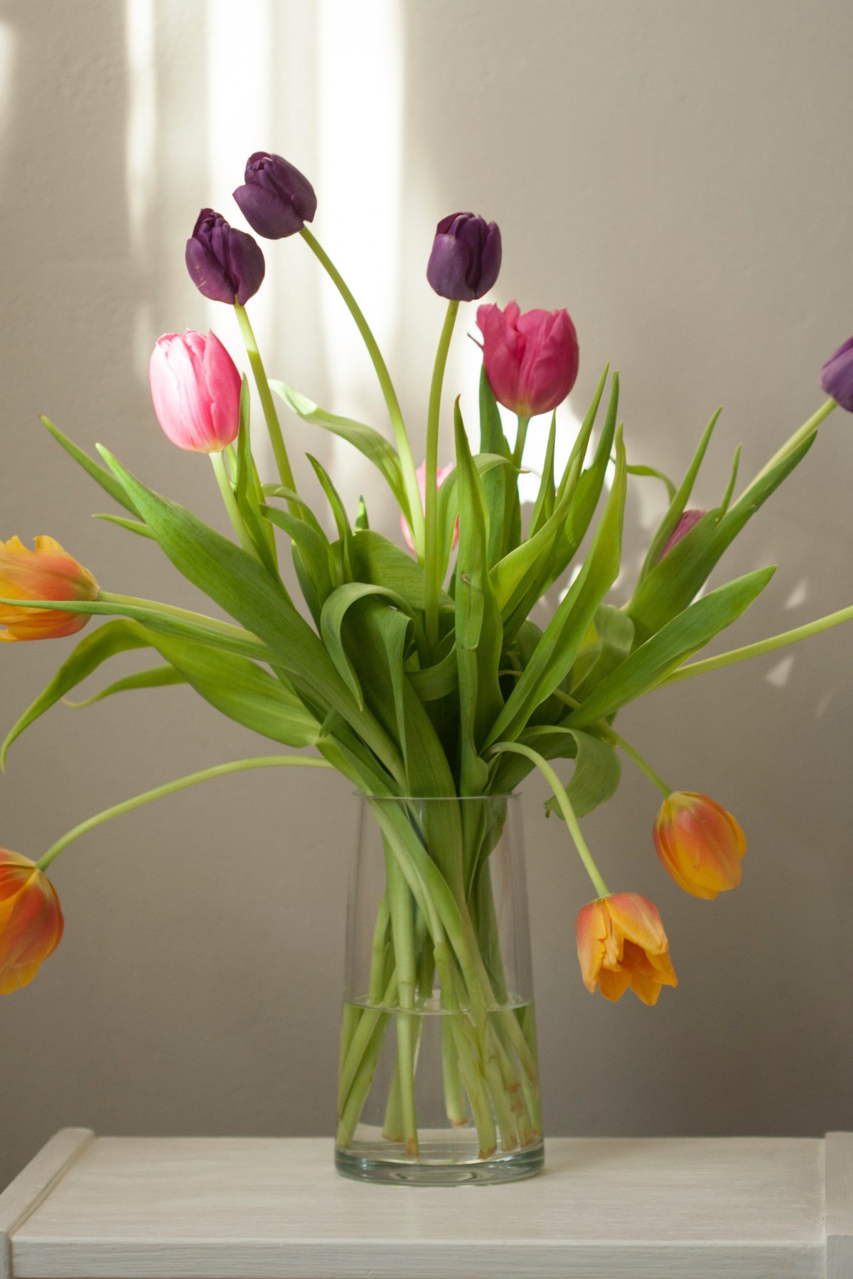Tulips in vase pictures