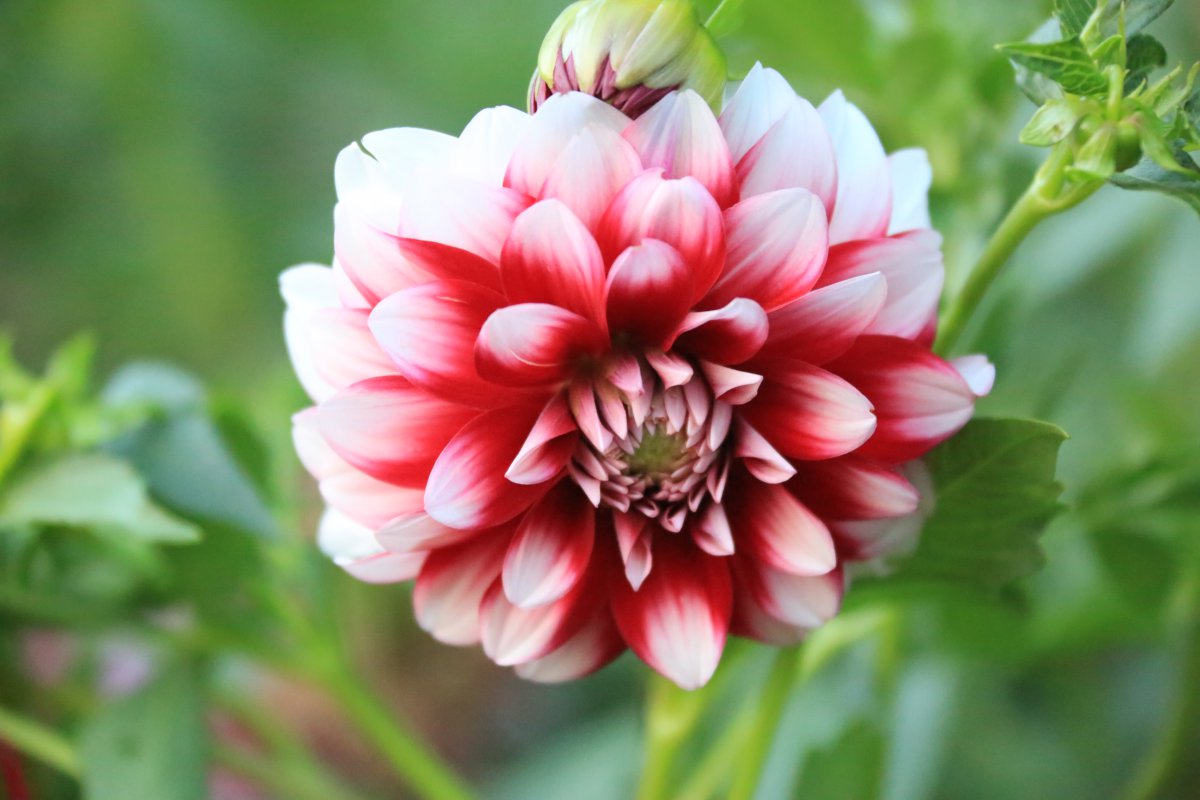 Dahlia HD pictures