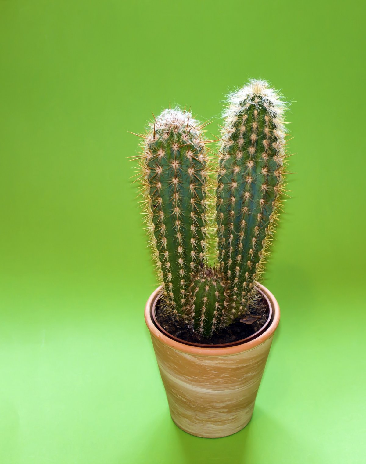 Cactus potted plant pictures