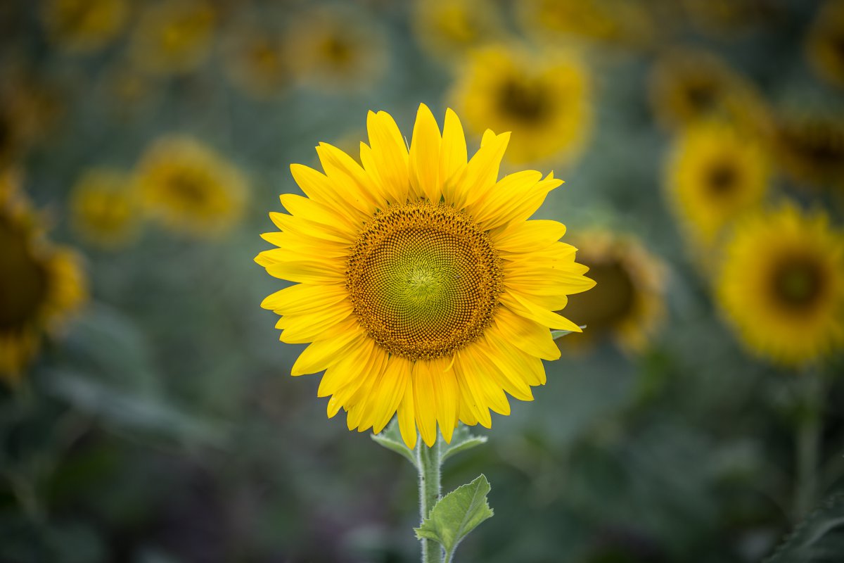 Picture of golden sunflower chasing the sun