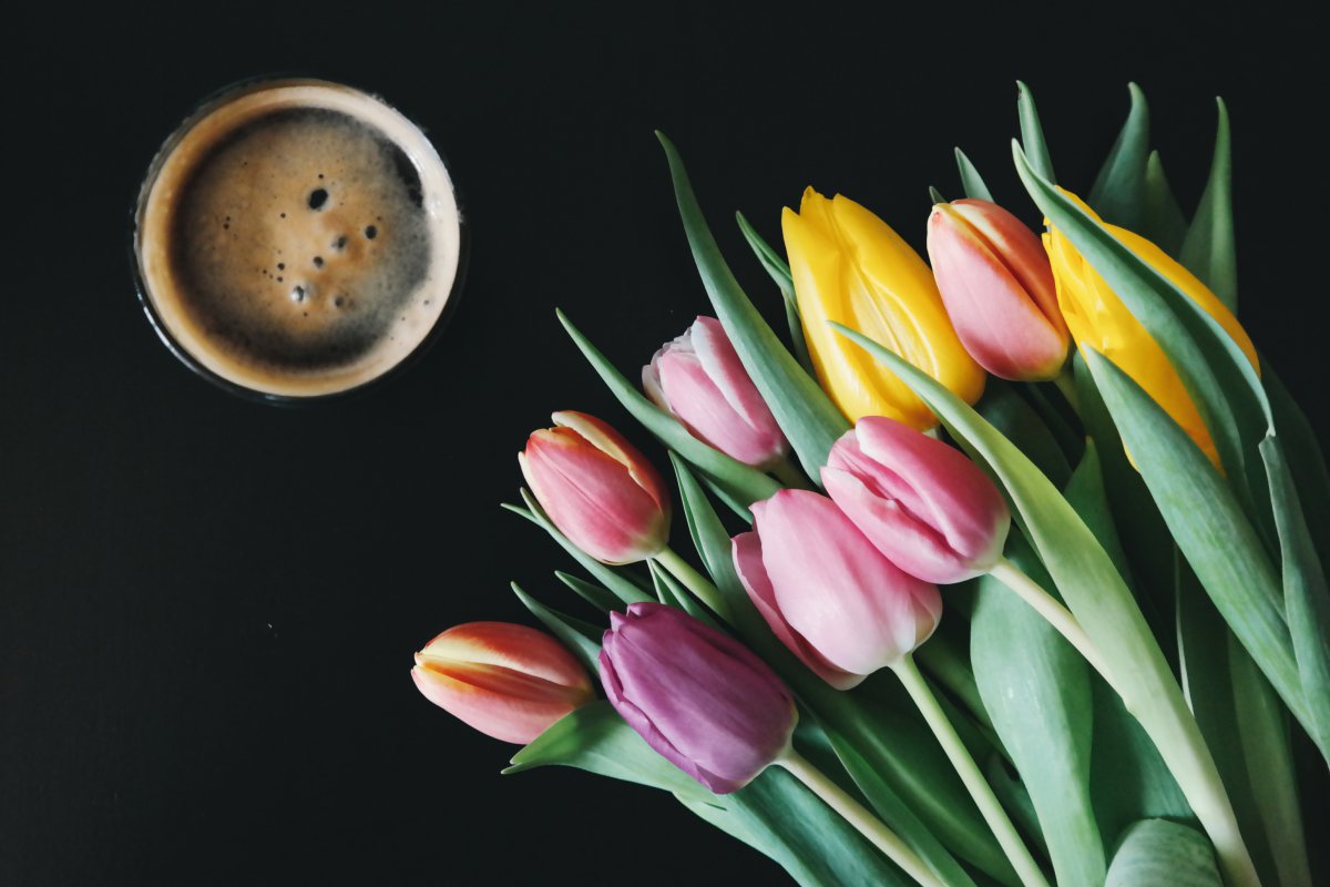 Elegant and charming tulip pictures