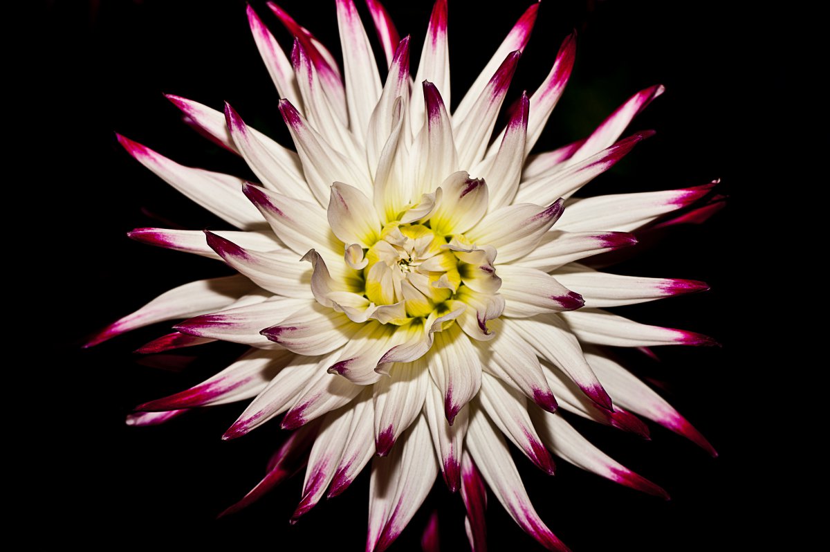 Colorful and beautiful chrysanthemum pictures