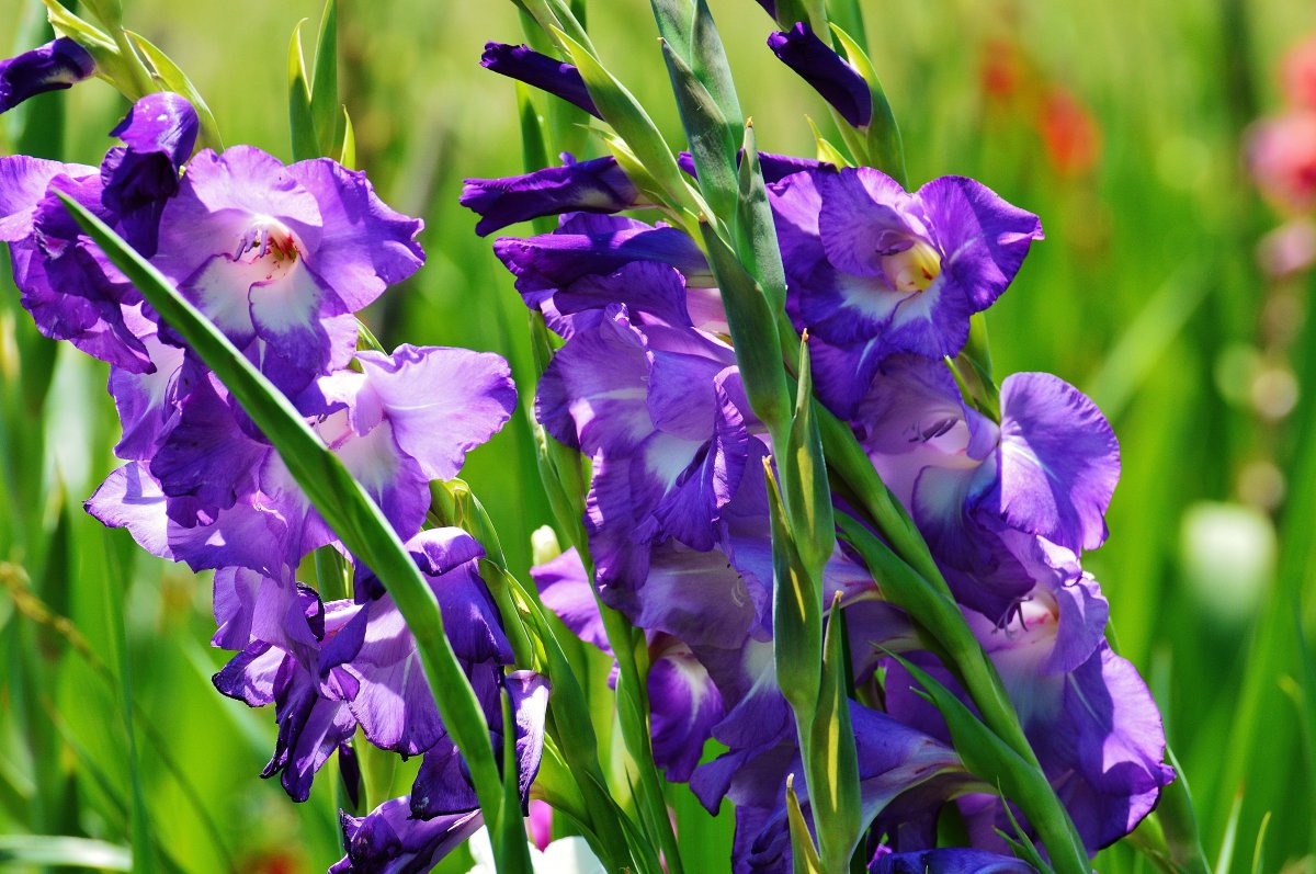 Gladiolus pictures in green grass
