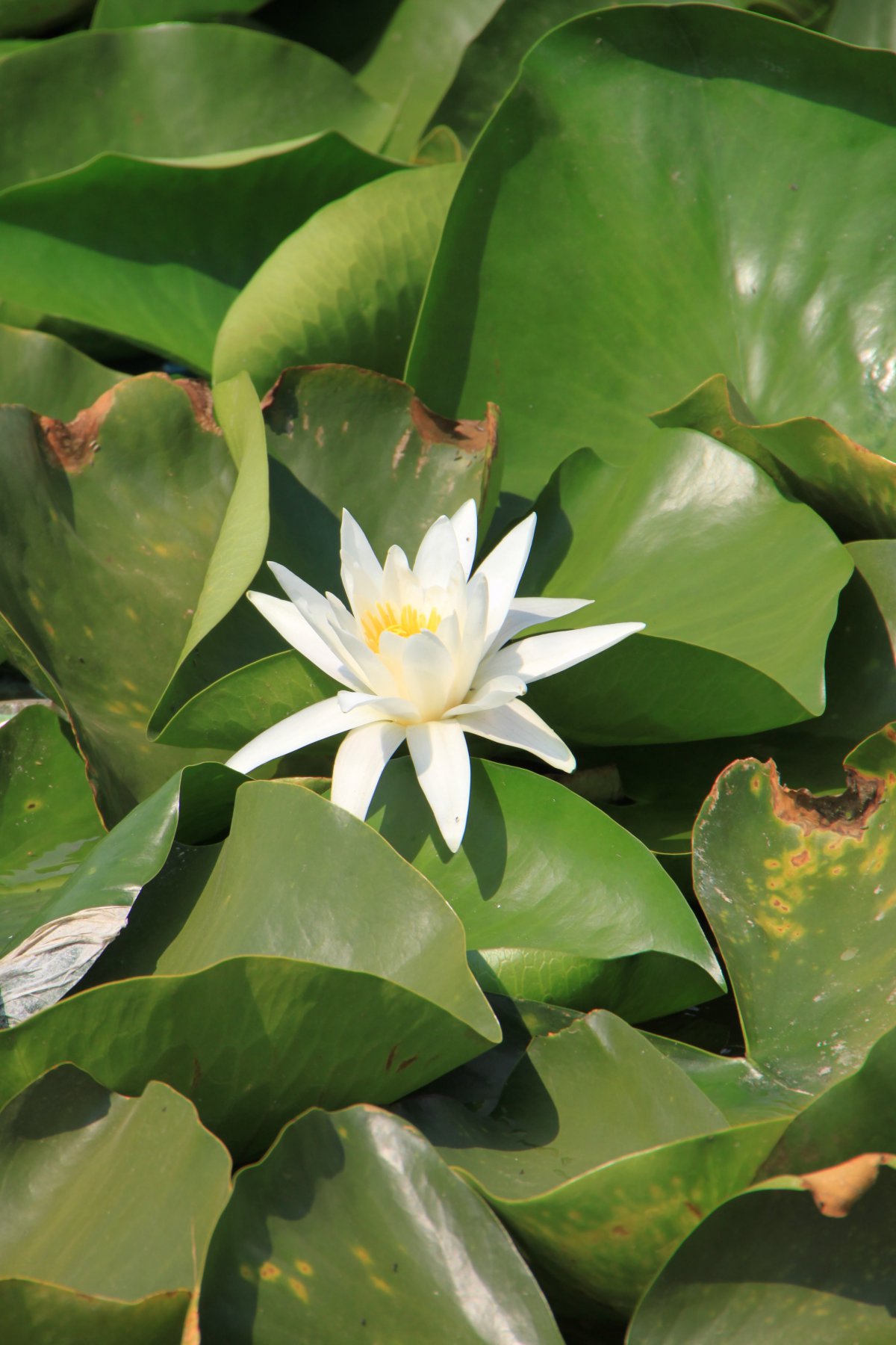 White water lily pictures