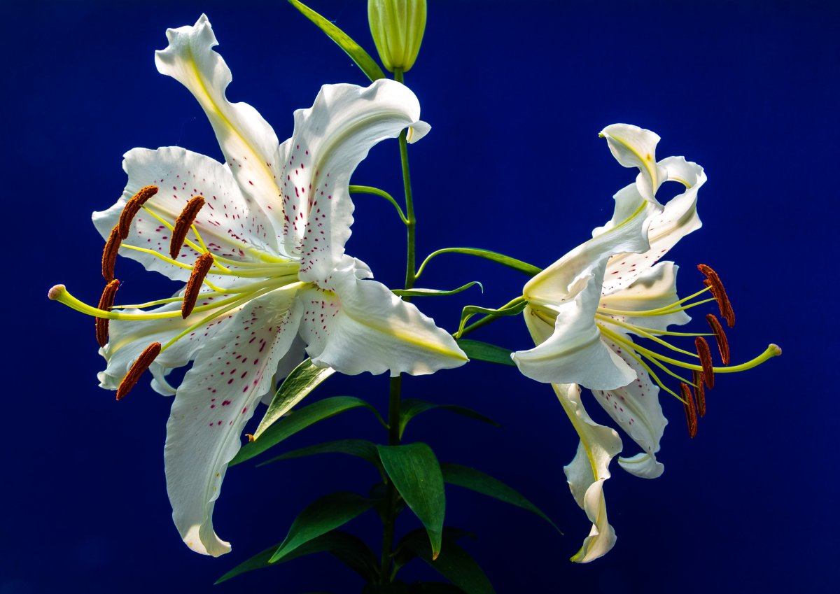 Beautiful blooming fresh lily pictures