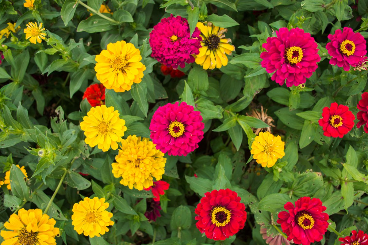 Pictures of colorful chrysanthemums