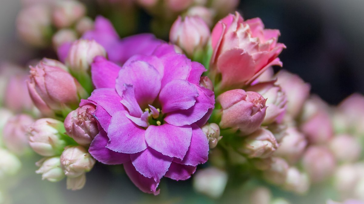 HD pictures of longevity flowers