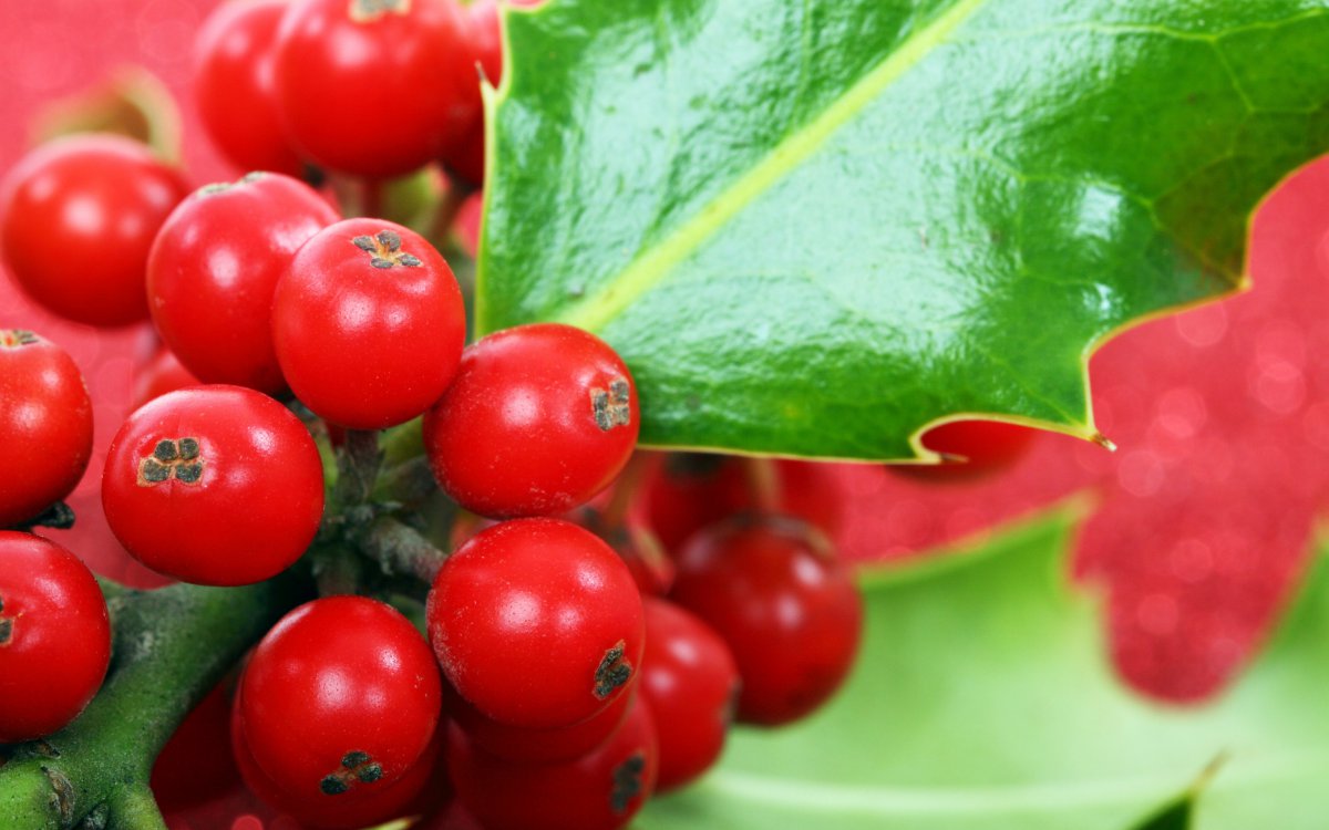 Pictures of fruits on holly tree
