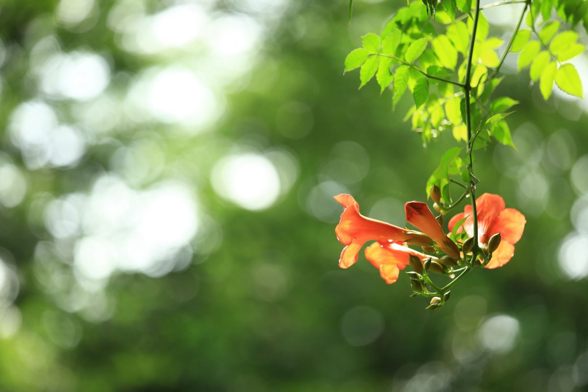 High definition picture of Lingxiao flower