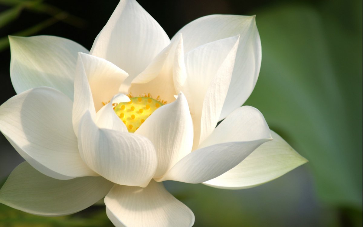 White lotus photography HD pictures