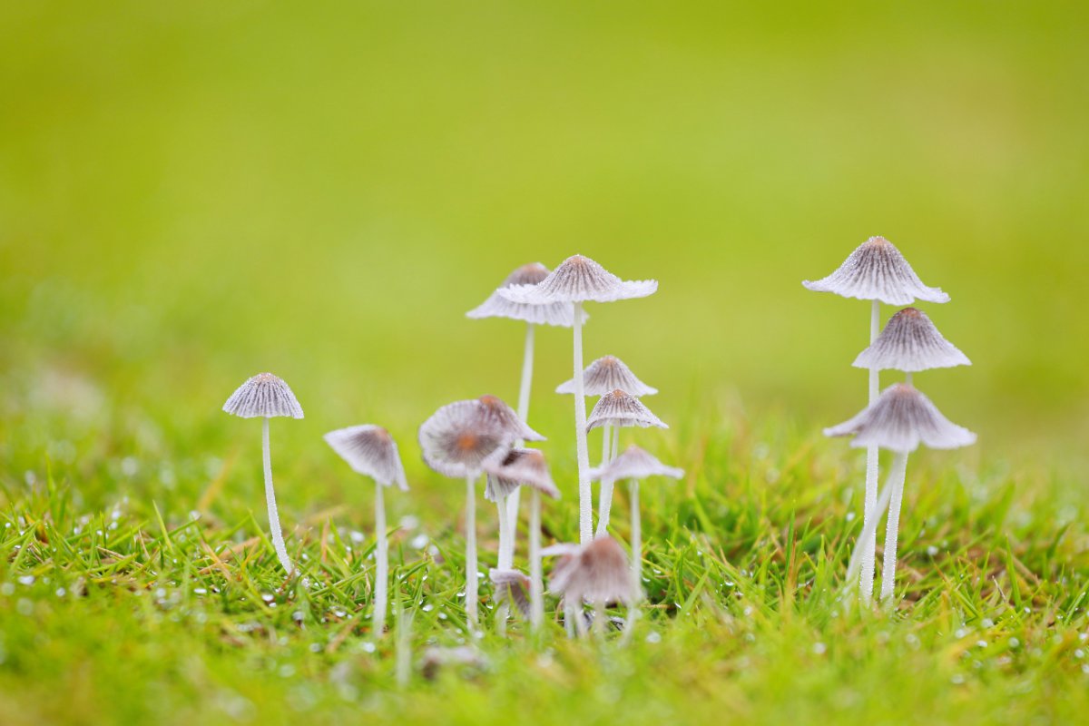 Small fresh mushroom pictures