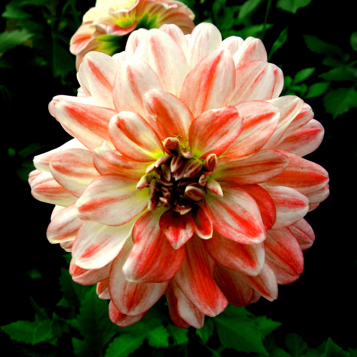 Blooming dahlia pictures