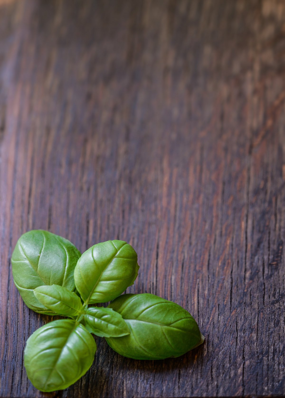 Fresh basil leaves pictures