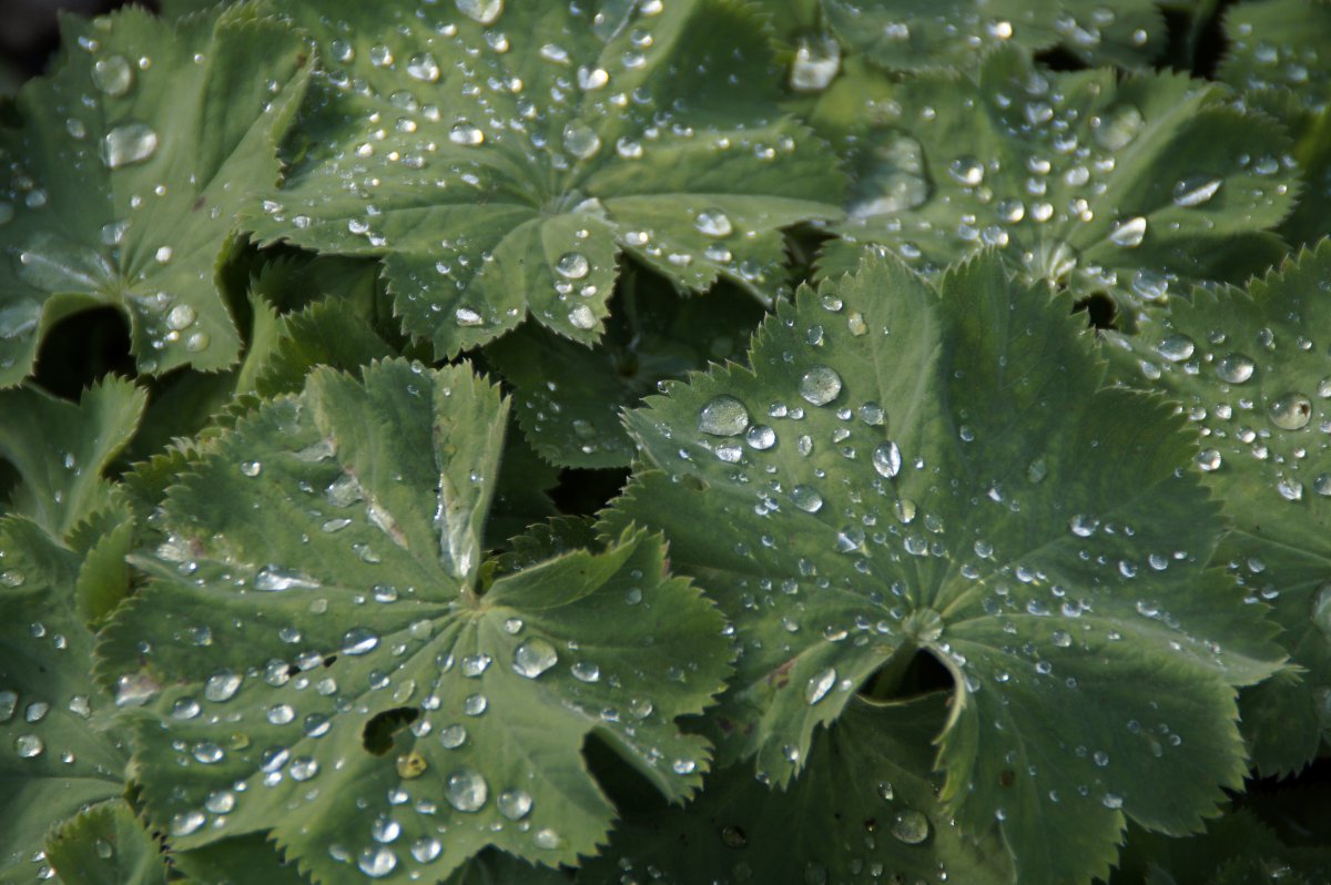 Pictures of water drops on leaves