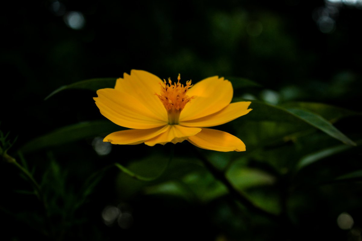 Picture of a blooming wild flower