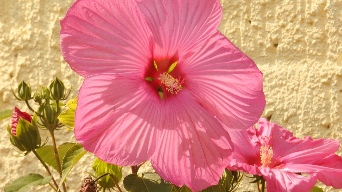 Pink and red hibiscus flower pictures