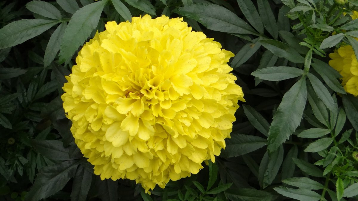 Pictures of brightly colored marigolds
