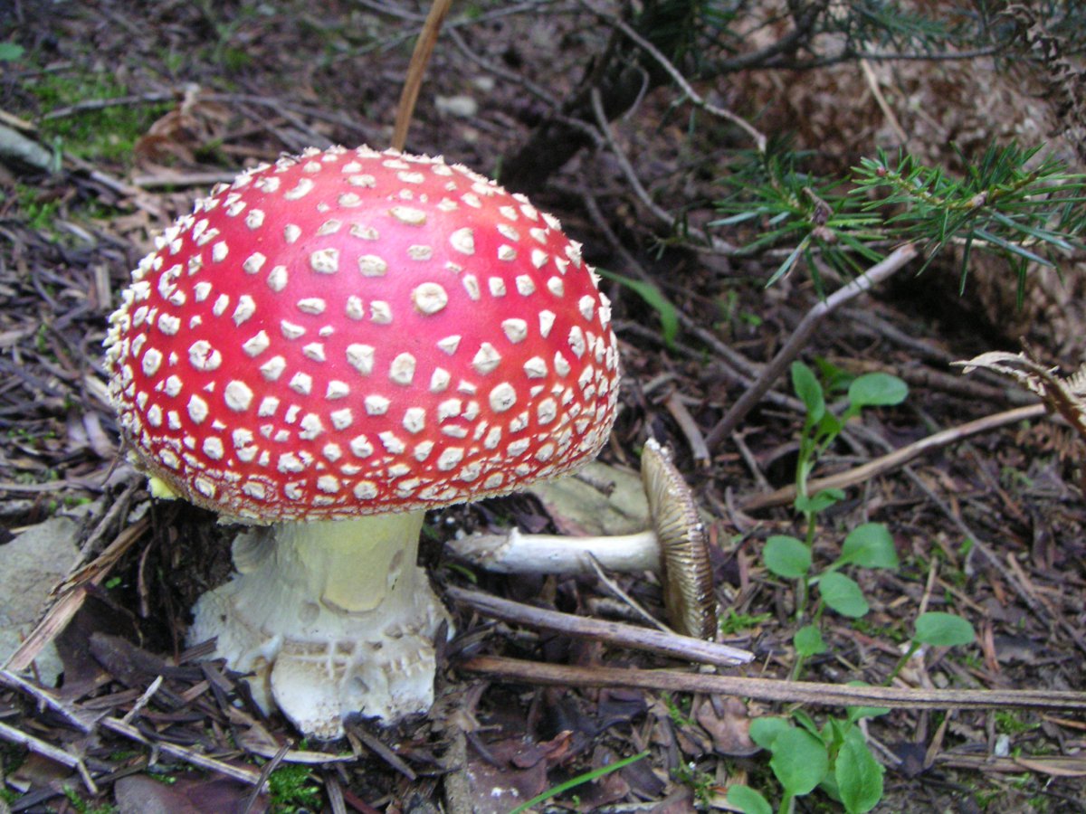 Red Amanita muscaria pictures