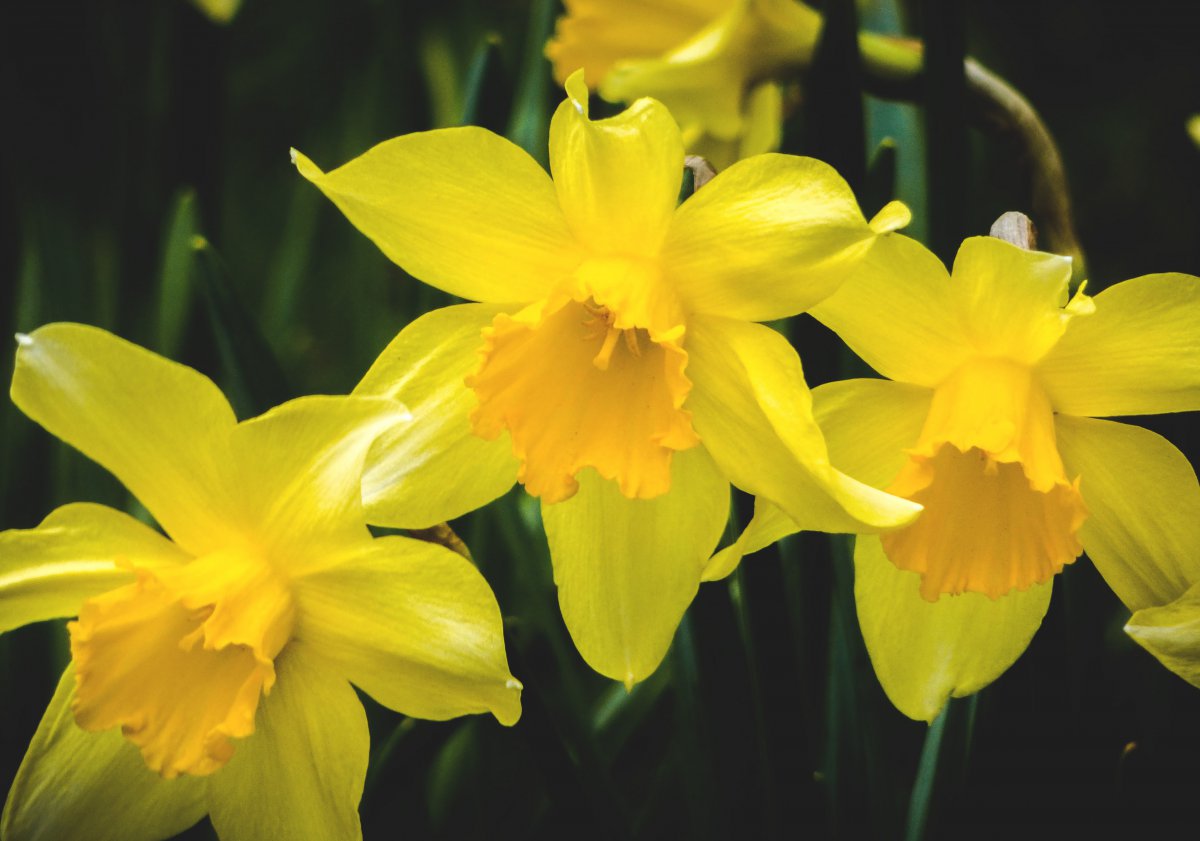 Beautiful daffodils HD pictures