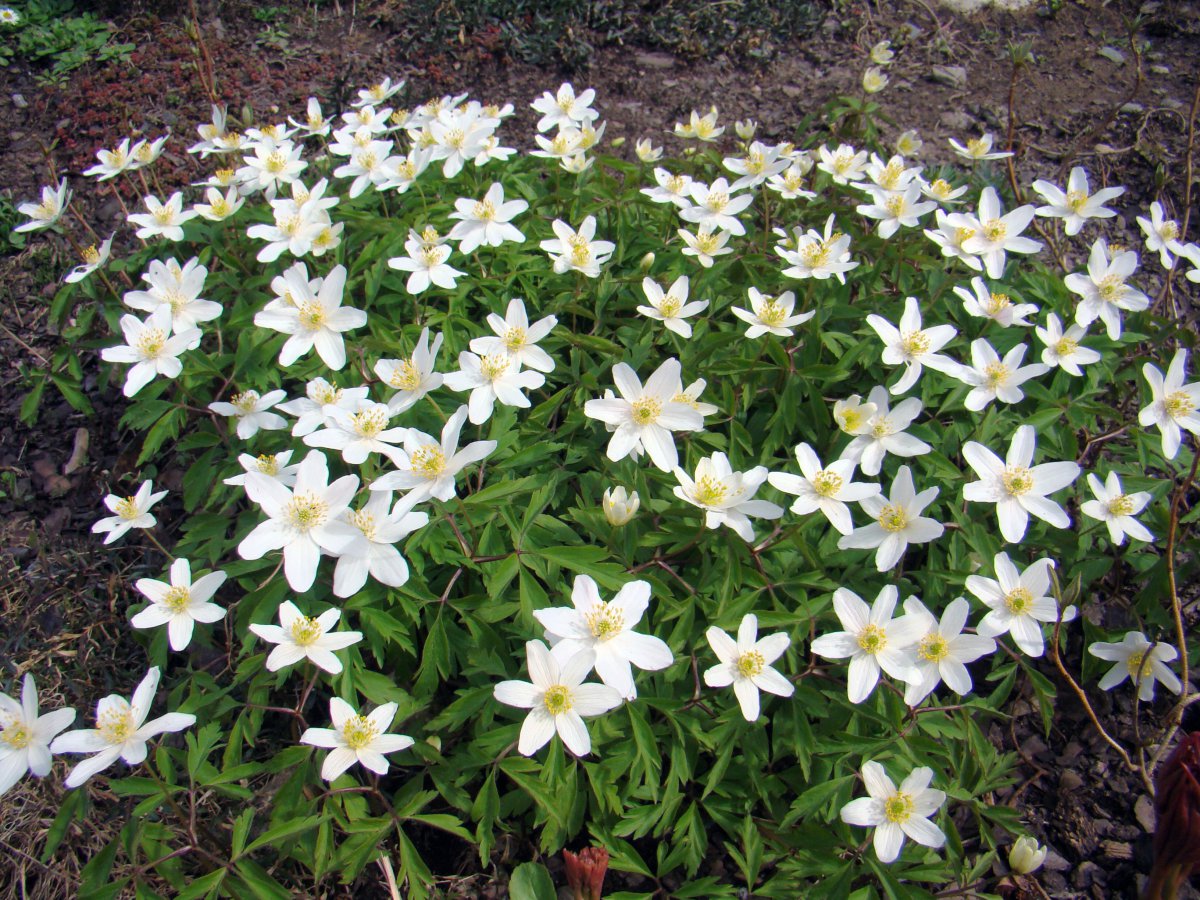 White anemone pictures