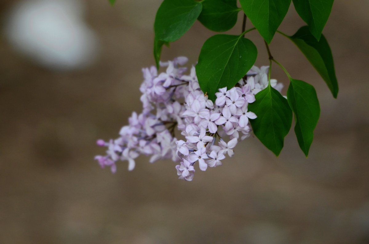 Large picture of lilac flower