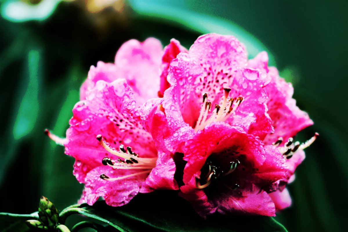 HD pictures of azaleas after the rain