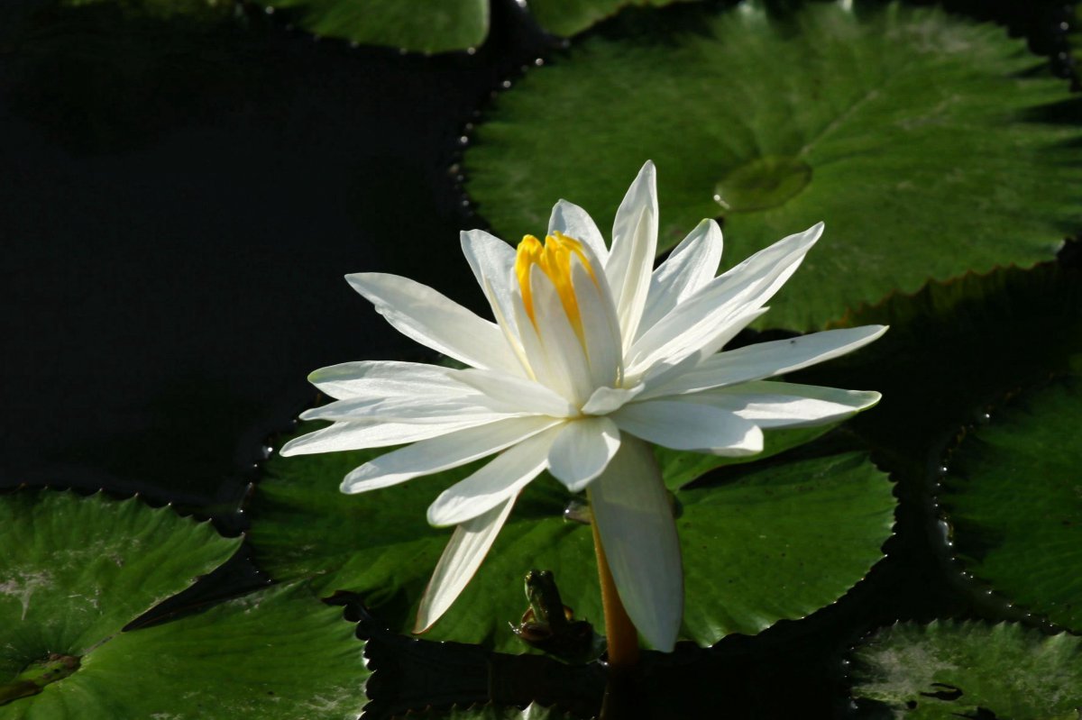 Water lilies HD pictures