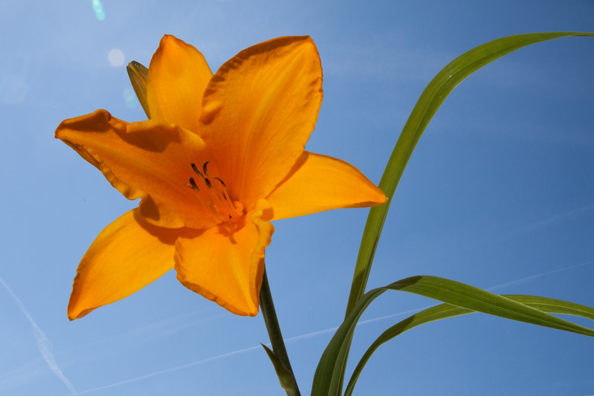 Daylily HD pictures