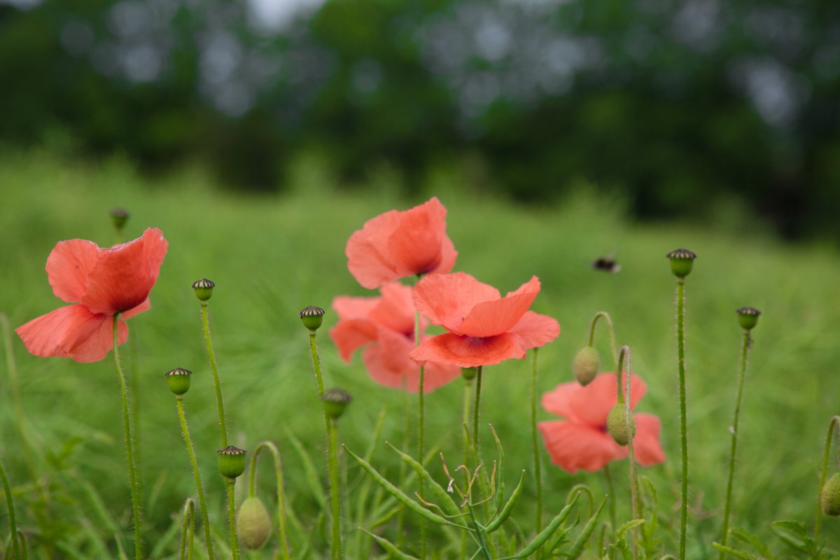 Red poppy flower HD picture