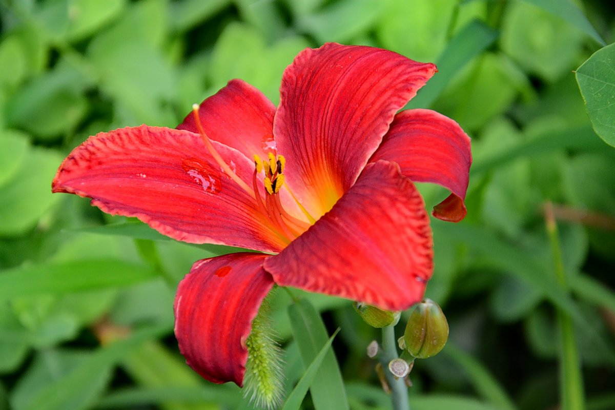 Red daylily flower HD picture